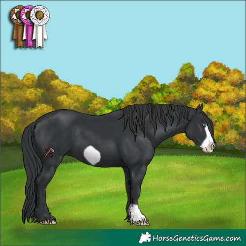 Horse Color:Black Frame 