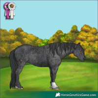 Horse Color:Black 