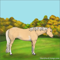 Horse Color:Palomino Tobiano 