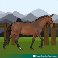 Horse Color:Bay 