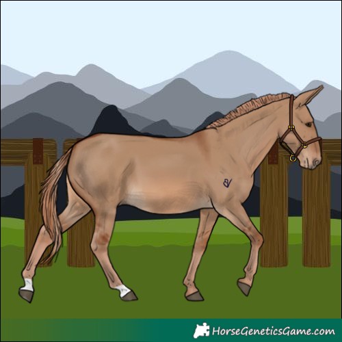 Horse Color:Red Dun 