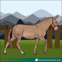 Horse Color:Red Dun 