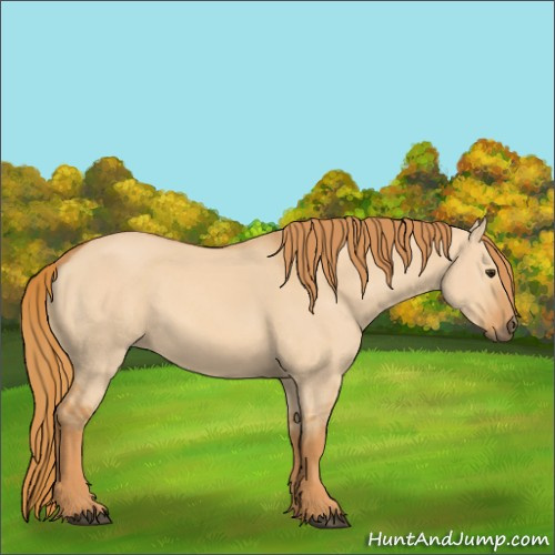Horse Color:Unknown 