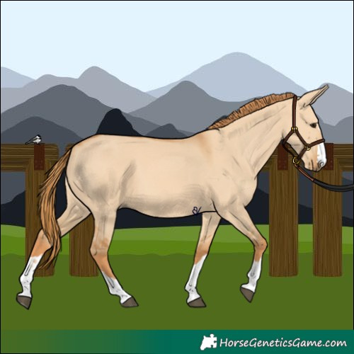 Horse Color:Red Dun 