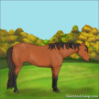 Horse Color:Bay 