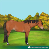 Horse Color:Bay 