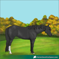 Horse Color:Black 