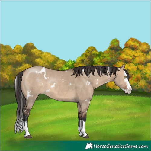 Horse Color:White Spotted Brown Dun Sabino Splash Rabicano 