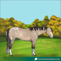 Horse Color:White Spotted Brown Dun Sabino Splash Rabicano