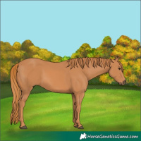 Horse Color:Chestnut 