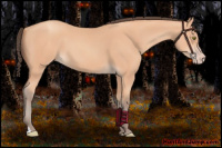 Horse Color:Amber Champagne 