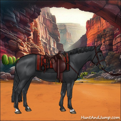 Horse Color:Black 