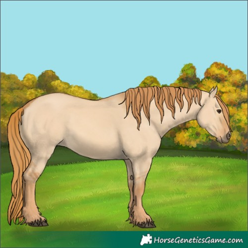 Horse Color:Red Dun 