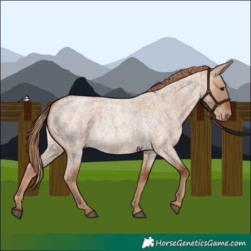 Horse Color:Red Dun Roan 