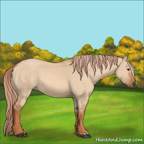 Horse Color:Unknown 