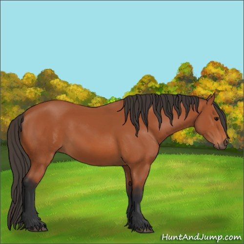 Horse Color:Bay 