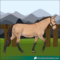 Horse Color:Bay Dun 