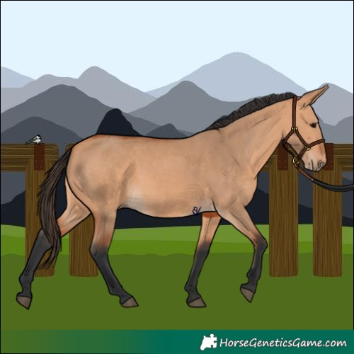 Horse Color:Bay Dun 