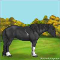 Horse Color:Black Tobiano 