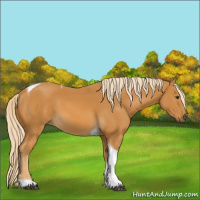 Horse Color:Palomino Tobiano 