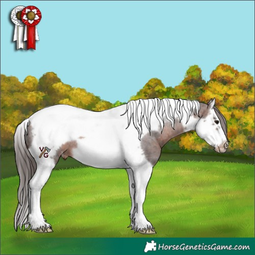 Horse Color:Brown Splash Tobiano Frame Appaloosa Rabicano 