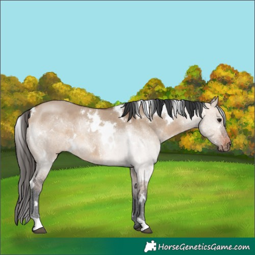 Horse Color:Unknown 