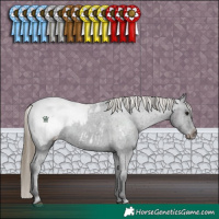 Horse Color:Smoky Black Appaloosa