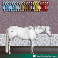 Horse Color:Smoky Black Appaloosa 