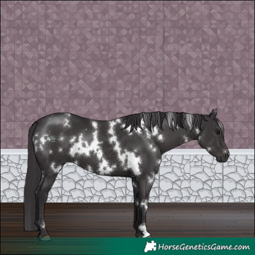 Horse Color:White Spotted Smoky Black