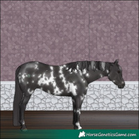 Horse Color:White Spotted Smoky Black