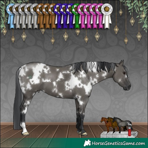Horse Color:White Spotted Grullo