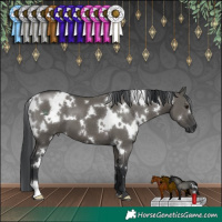 Horse Color:White Spotted Grullo