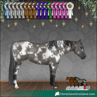 Horse Color:White Spotted Grullo 