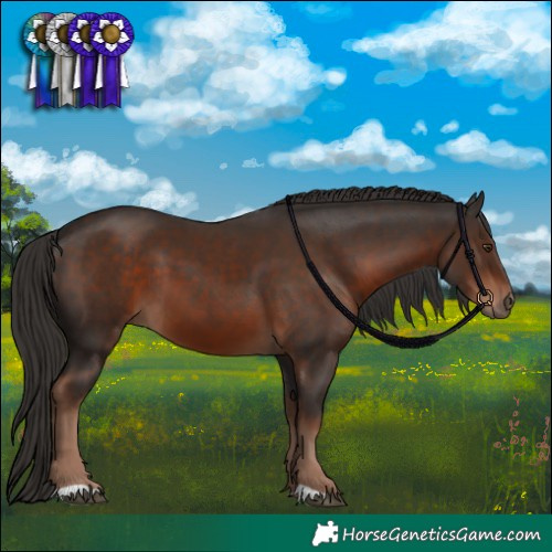 Horse Color:Liver Chestnut 