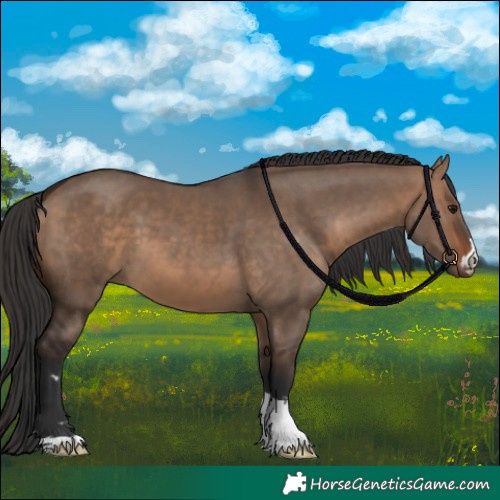 Horse Color:Bay Dun 