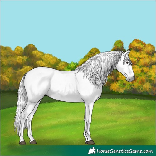 Horse Color:Gray Brown Splash 