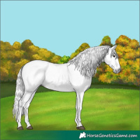 Horse Color:Gray Brown Splash 