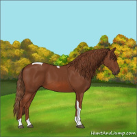 Horse Color:Chestnut Tobiano Rabicano 