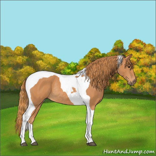 Horse Color:Chestnut Tobiano Rabicano