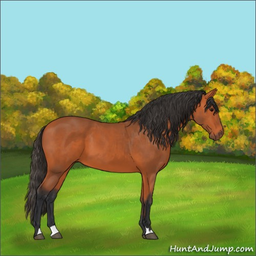 Horse Color:Bay 