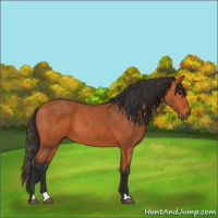 Horse Color:Bay 