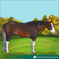 Horse Color:Bay Splash 