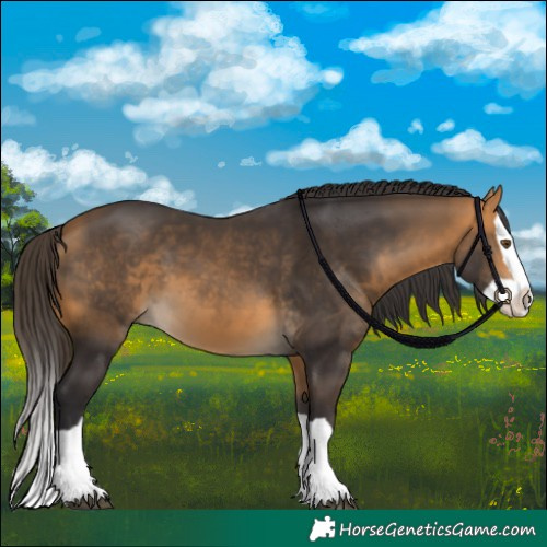 Horse Color:Buckskin Splash 