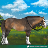Horse Color:Buckskin Splash 