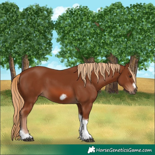 Horse Color:Chestnut Tobiano Frame 