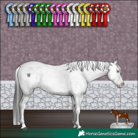 Horse Color:Grullo Sabino Rabicano