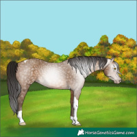 Horse Color:Gray Amber Champagne Tobiano 