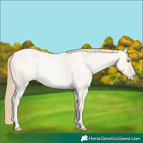 Horse Color:Buckskin Roan Pearl and Buckskin Roan Pearl Splash
