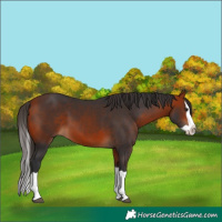 Horse Color:Bay Splash 