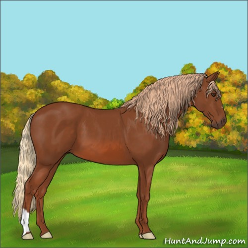 Horse Color:Chestnut 